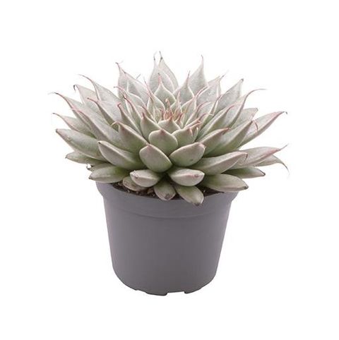 Graptopetalum filiferum