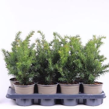 Taxus baccata 'Repandens'