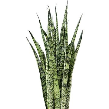 Sansevieria zeylanica