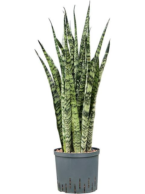 Sansevieria zeylanica