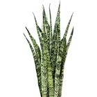 Sansevieria zeylanica