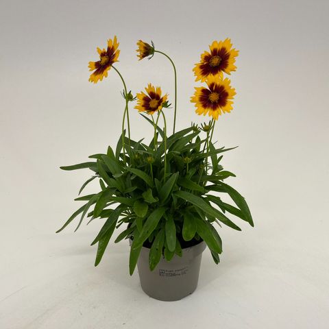 Coreopsis UPTICK GOLD & BRONZE