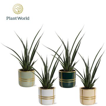 Sansevieria kirkii FRIENDS
