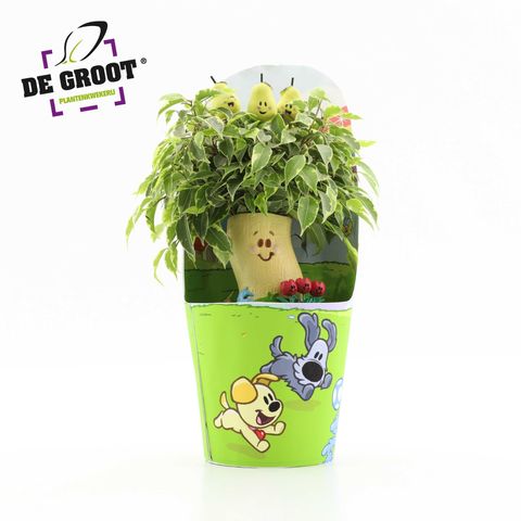 Ficus benjamina KINKY