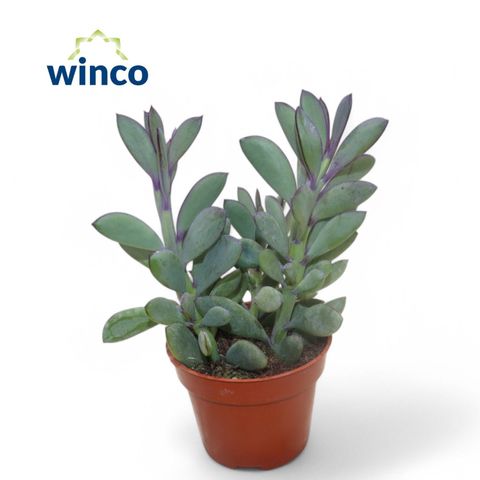 Senecio crassissimus