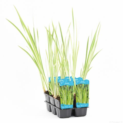 Acorus calamus 'Variegatus'