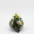 Ετοιμασίες Terrarium