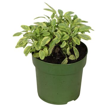 Salvia officinalis 'Mandala Gold'