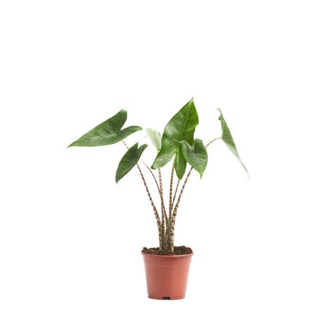 Alocasia zebrina