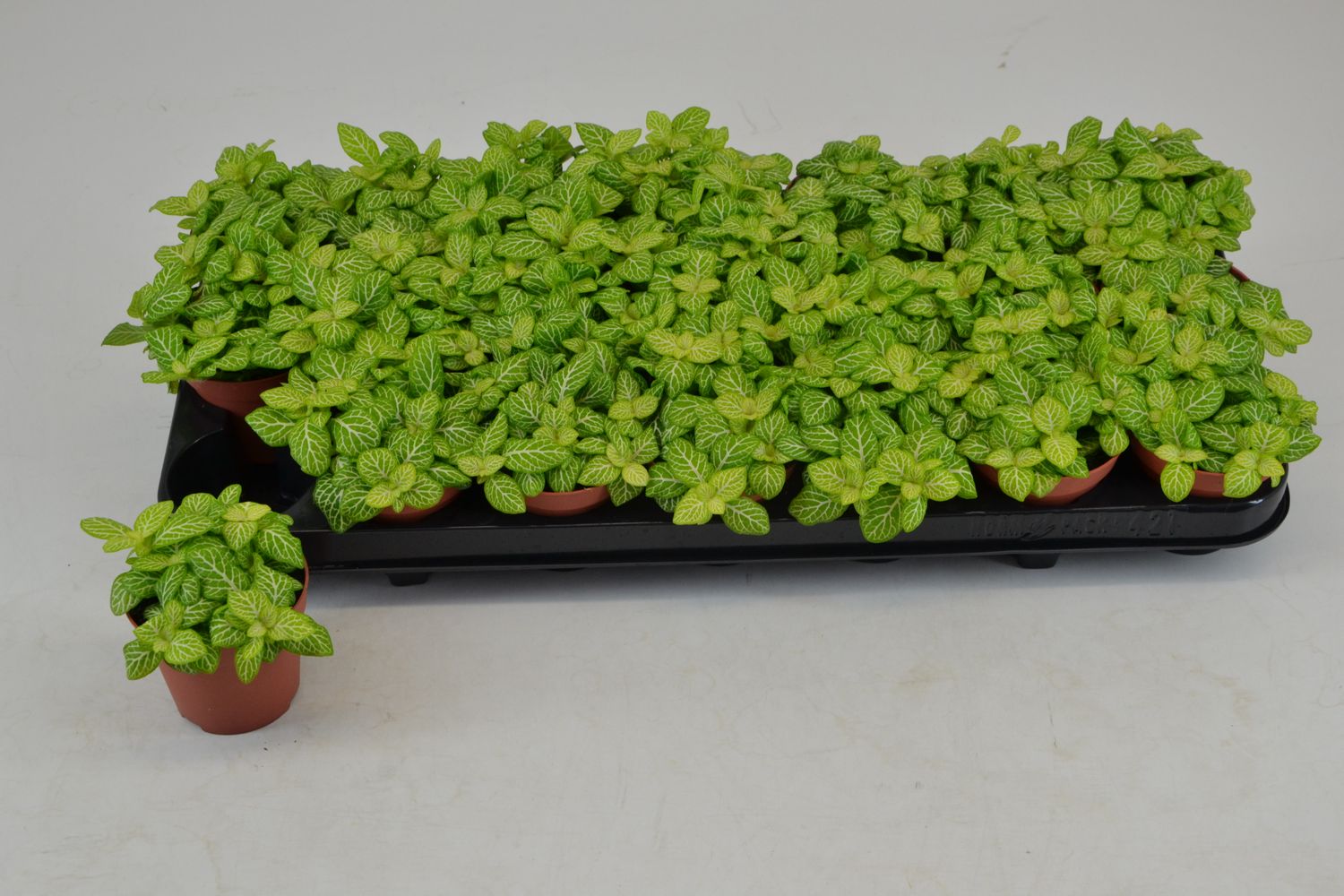 fittonia-verschaffeltii-joly-lemon-floraccess