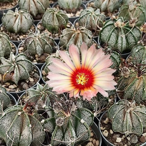 Astrophytum capricorne