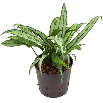 Aglaonema 'Cutlass'