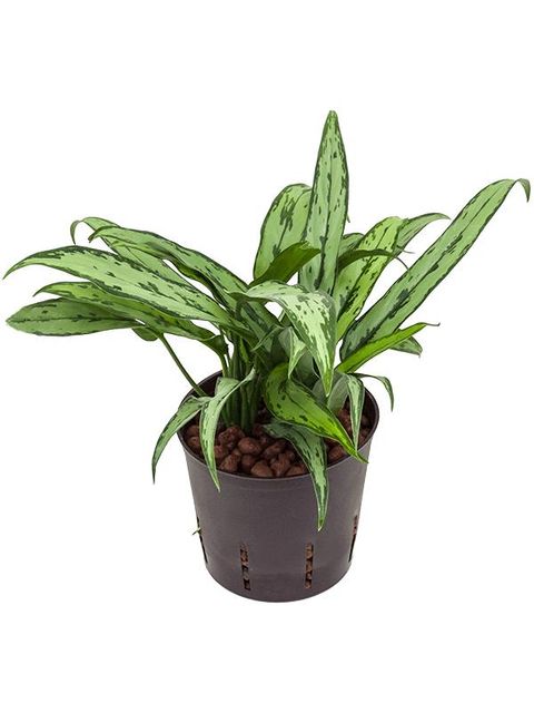 Aglaonema 'Cutlass'