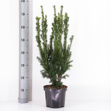 Taxus x media 'Hillii'