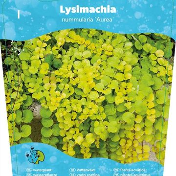 Lysimachia nummularia 'Aurea'