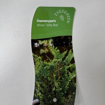 Chamaecyparis obtusa 'Teddy Bear'