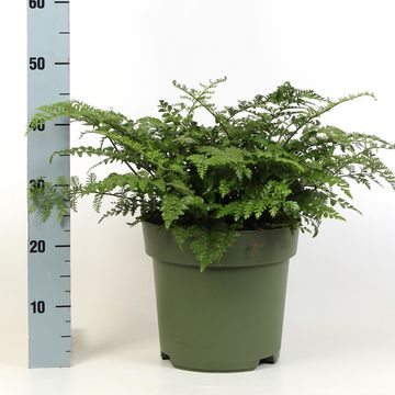 Asplenium 'Parvati'