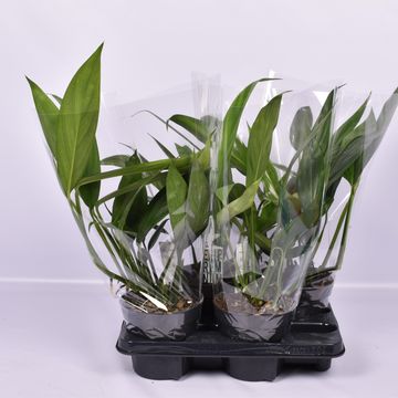 Epipremnum amplissimum