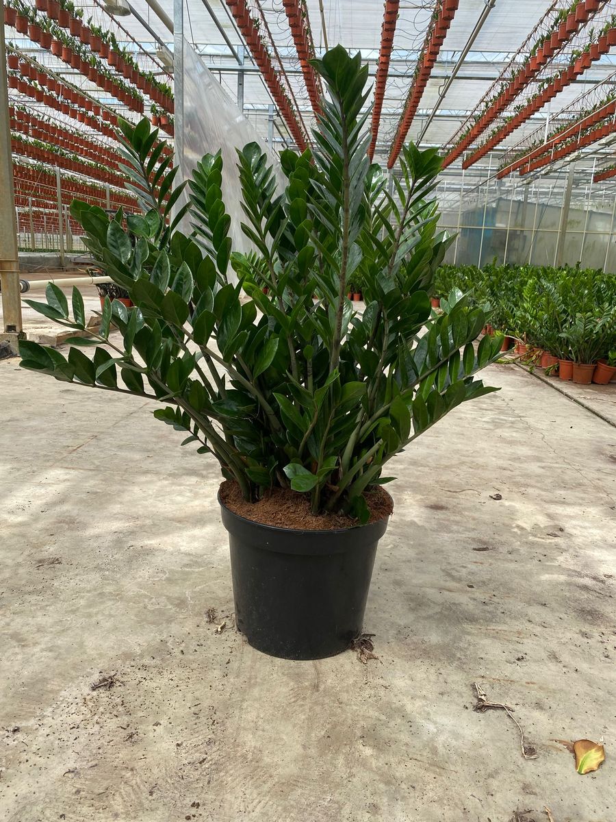 Zamioculcas zamiifolia — Plant Wholesale FlorAccess