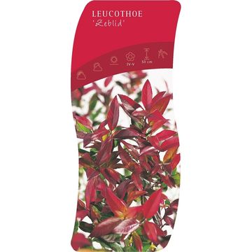 Leucothoe 'Zeblid'