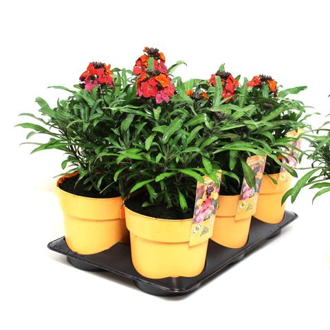 Erysimum linifolium (Vaste Planten Specialist / Colour Your Garden)