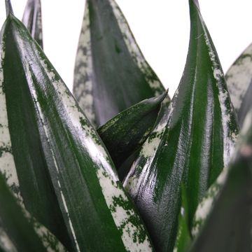 Sansevieria trifasciata 'Silver Flame'