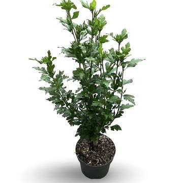 Hibiscus syriacus 'Oiseau Bleu'