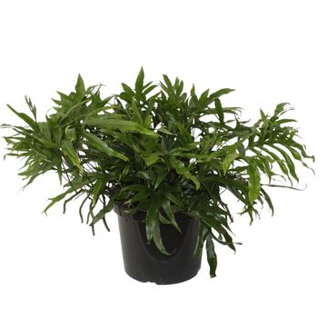 Microsorum diversifolium