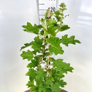 Hydrangea quercifolia 'Ruby Slippers'