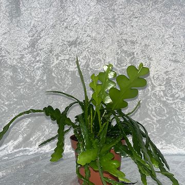 Epiphyllum anguliger