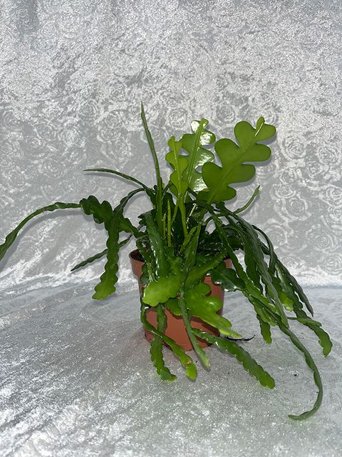 Epiphyllum anguliger