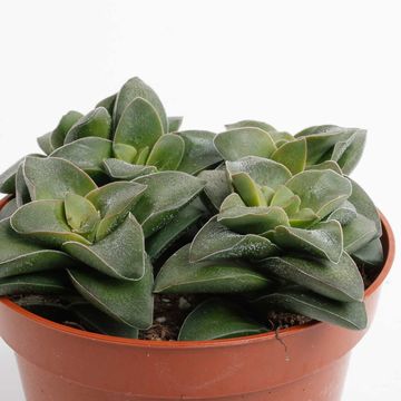 Crassula 'Springtime'