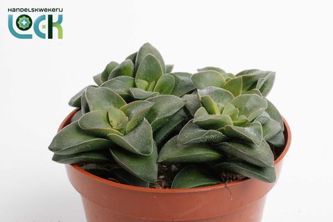 Crassula 'Springtime'