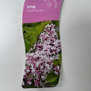 Syringa patula 'Miss Kim'