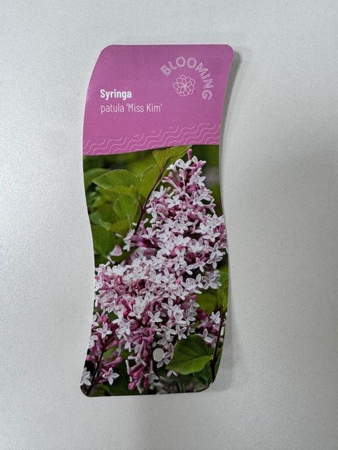 Syringa patula 'Miss Kim'