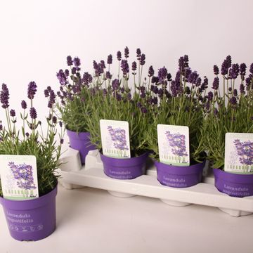 Lavandula angustifolia VALENCE DEEP VIOLET