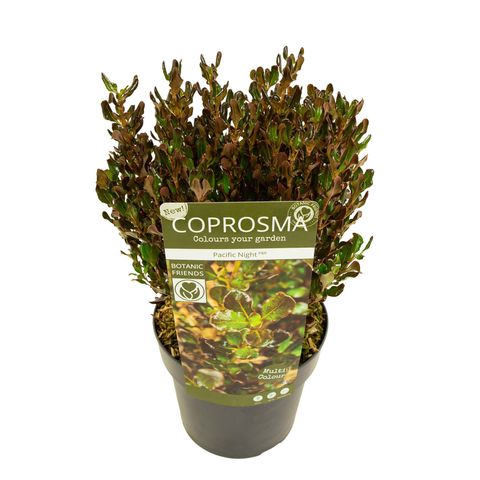 Coprosma repens PACIFIC NIGHT