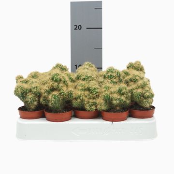 Cereus peruvianus monstrosus