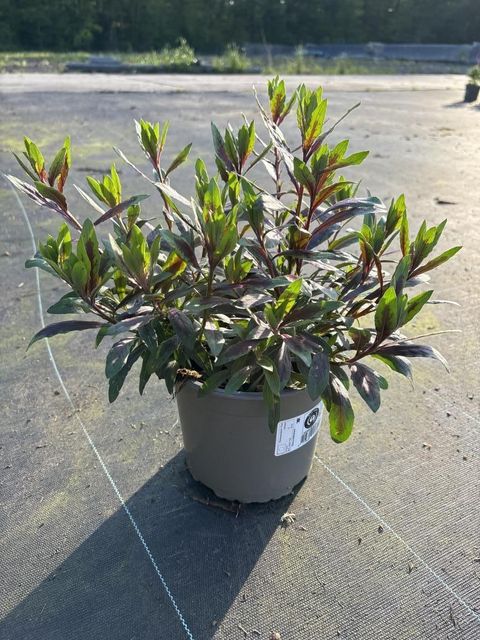 Gaura lindheimeri GAURIELLA BICOLOR