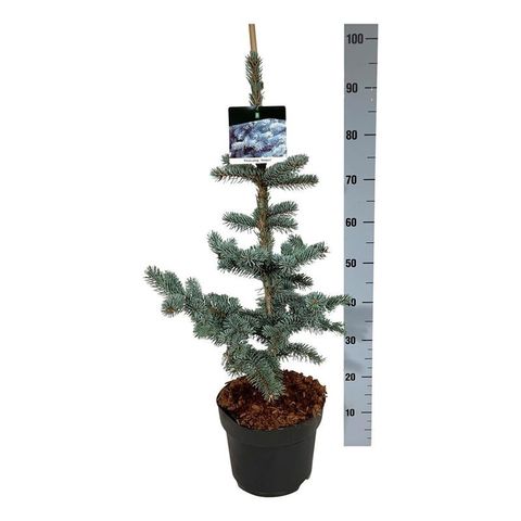Picea pungens 'Hoopsii'