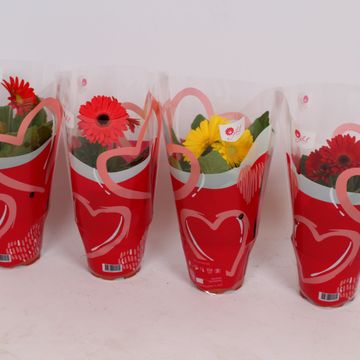 Gerbera COLOURGAME MIX