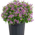 Catharanthus roseus SOIREE KAWAII DARK PINK WITH EYE