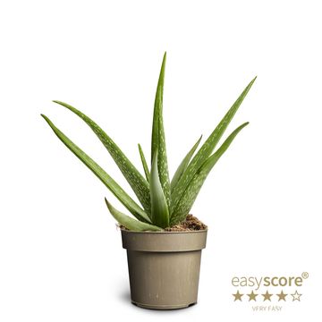 Aloe vera