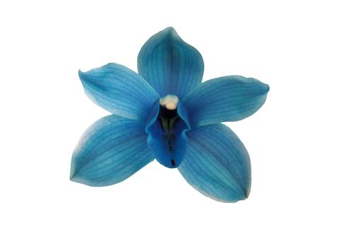 Cymbidium ROYAL BLUE