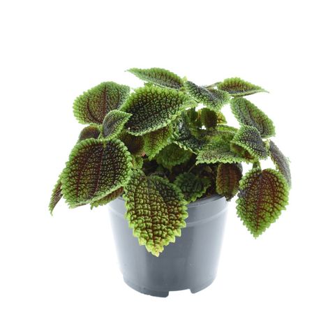 Pilea involucrata 'Moon Valley'