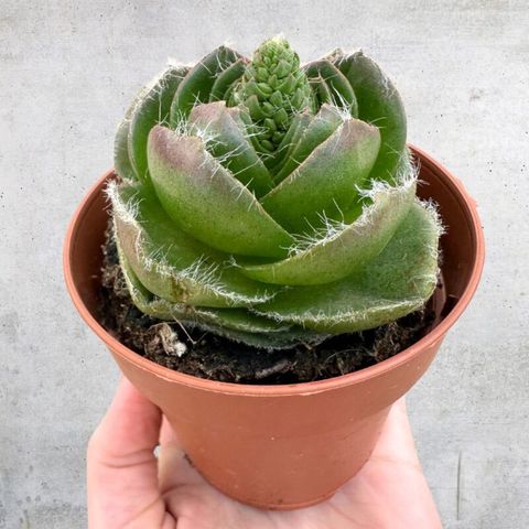 Crassula barbata