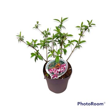 Buddleja davidii BERRIES & CREAM