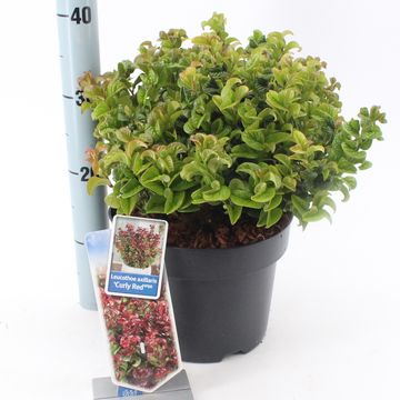 Leucothoe axillaris 'Курли Ред'