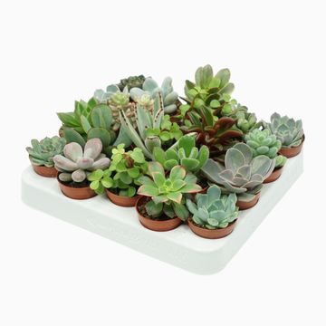 Succulents MIX