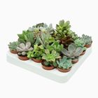 Succulents MIX